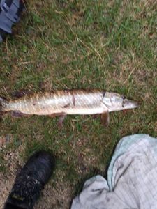 Northern Pike