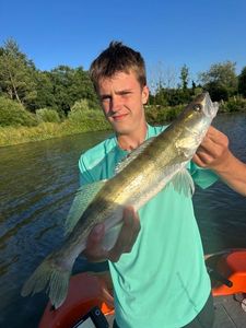 Zander