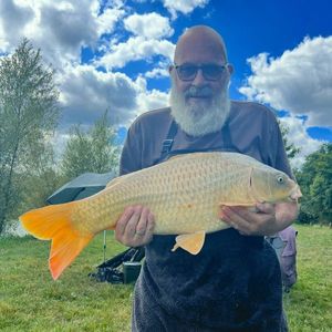 Common Carp