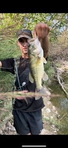 Largemouth Bass