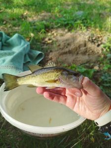 Largemouth Bass
