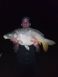 Mirror Carp