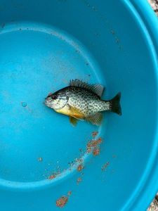 Green Sunfish