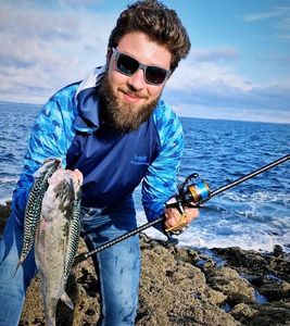 European Bass (Seabass)