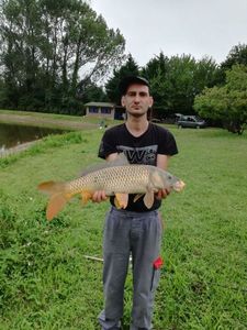 Common Carp
