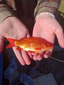 African Red Snapper