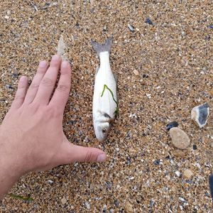 European Bass (Seabass)