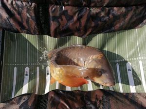 Mirror Carp