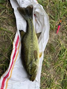 Largemouth Bass