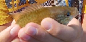 Green Sunfish