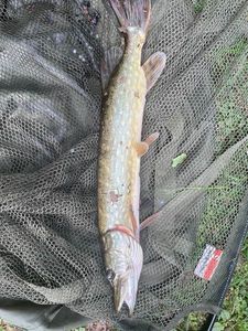 Northern Pike