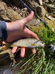 Brown Trout
