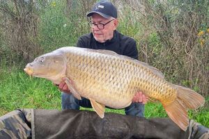 Common Carp