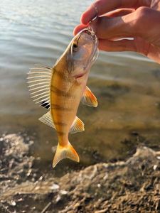 European Perch