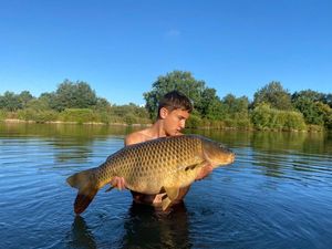 Common Carp