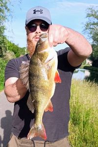 European Perch