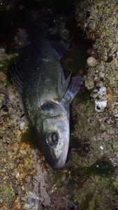 European Bass (Seabass)