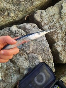 Garfish