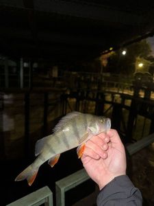 European Perch