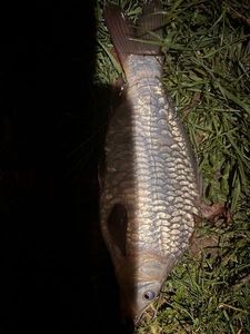 Common Carp
