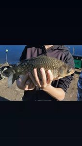 Crucian Carp