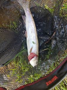Rainbow Trout