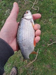 Roach