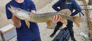 Northern Pike