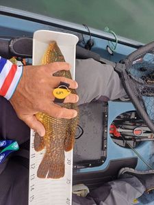 Ballan Wrasse