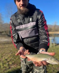 Brook Trout