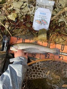 Rainbow Trout