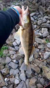 Zander