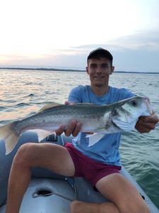 European Bass (Seabass)