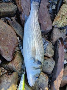 European Bass (Seabass)