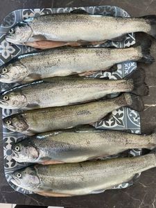 Rainbow Trout