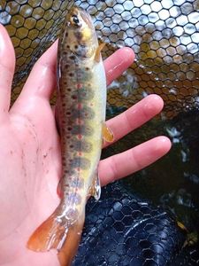 Brown Trout