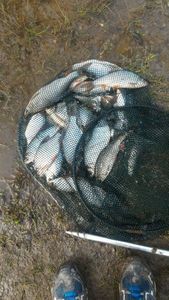 Common Bream
