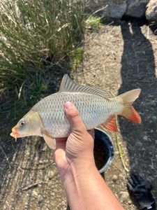 Common Carp