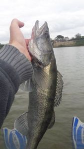 Zander