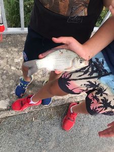 Crucian Carp