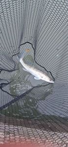 Zander