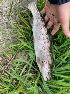 Rainbow Trout