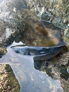 European Bass (Seabass)