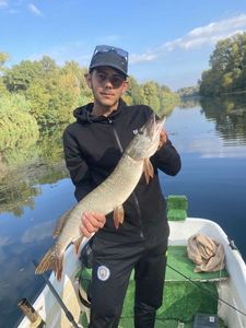Northern Pike