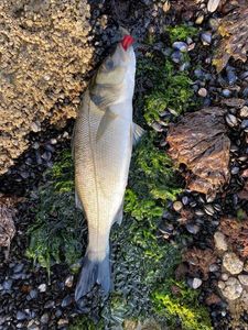 European Bass (Seabass)