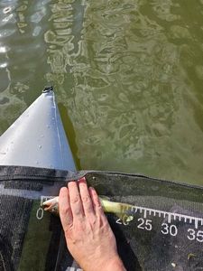 Largemouth Bass