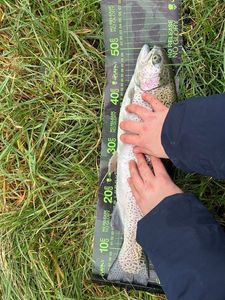 Rainbow Trout