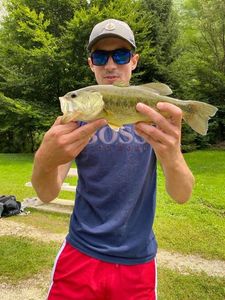 Largemouth Bass