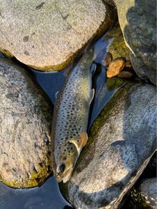 Brown Trout