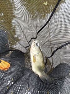 Largemouth Bass